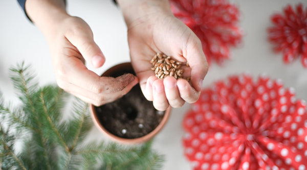 Ideje za adventni koledar: Božično žito